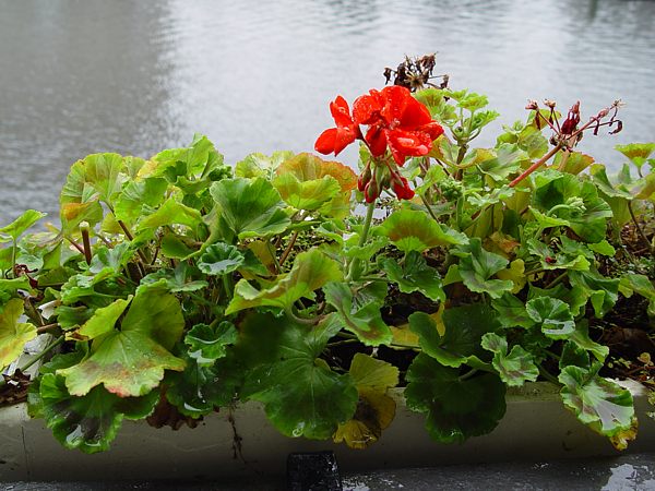 Pelargonium zonale