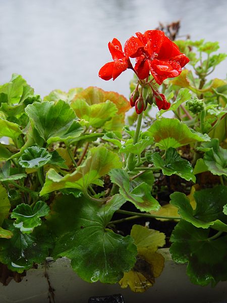 Pelargonium zonale