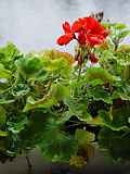 Pelargonium zonale