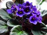 Saintpaulia ionantha, African violet, Usambaraveilchen