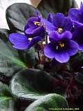 Saintpaulia ionantha, African violet, Usambaraveilchen