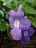 Streptocarpus saxorum x