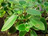 Streptocarpus saxorum x