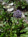 Globularia vulgaris