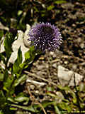 Globularia vulgaris