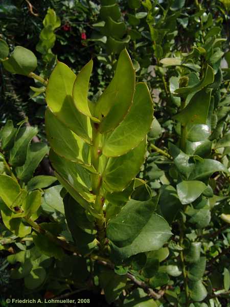 Griselinia scadens