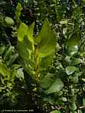 Griselinia scadens