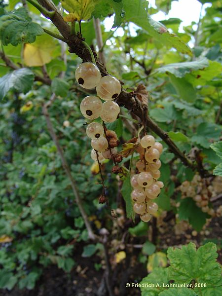 Ribes glandulosum