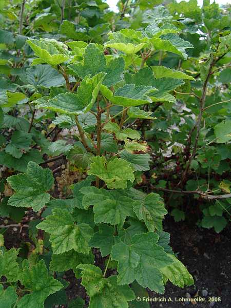 Ribes glandulosum