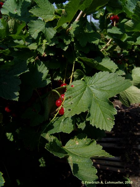 Ribes rubrum