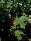 Ribes rubrum