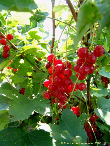 Ribes rubrum