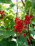 Ribes rubrum