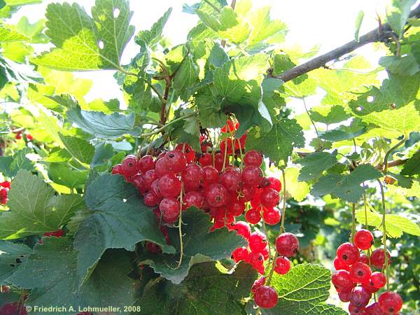 Ribes rubrum