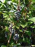 Ribes sanguineum