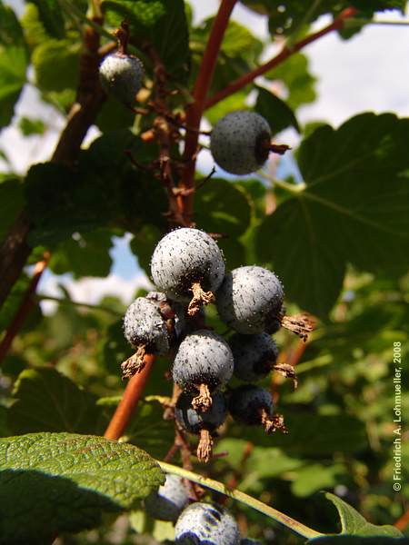 Ribes sanguineum