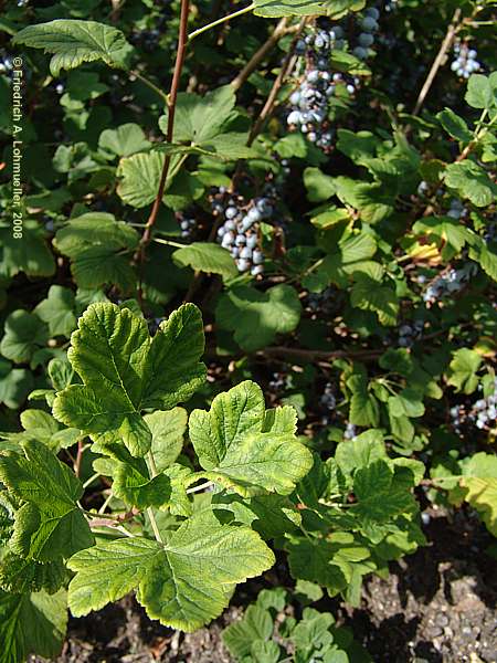 Ribes sanguineum