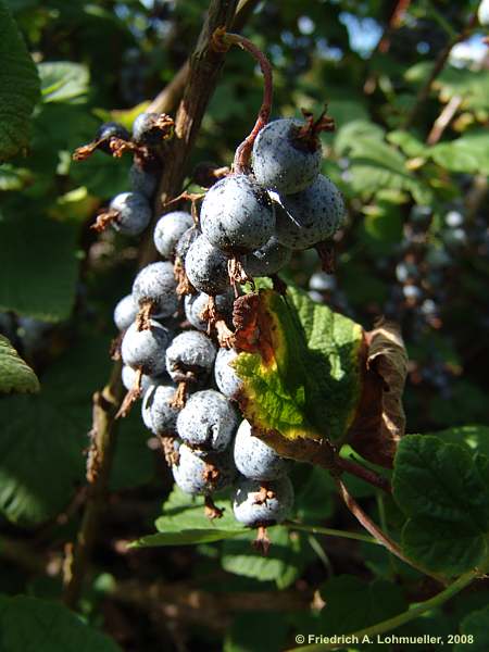 Ribes sanguineum