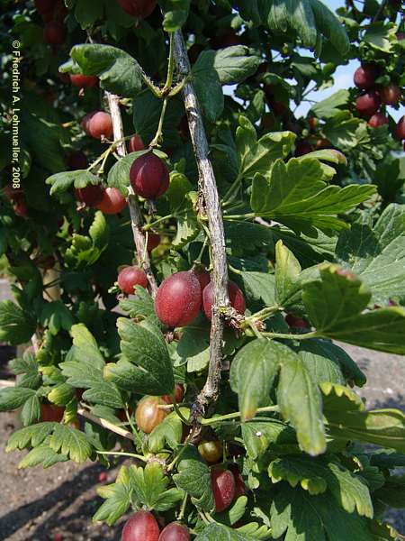 Ribes uva-crispa cv. Hinnomäki