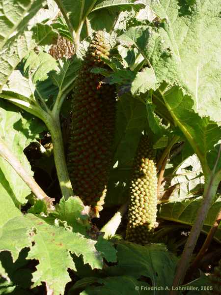 Gunnera manicata