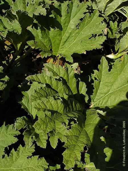 Gunnera manicata