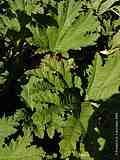 Gunnera manicata