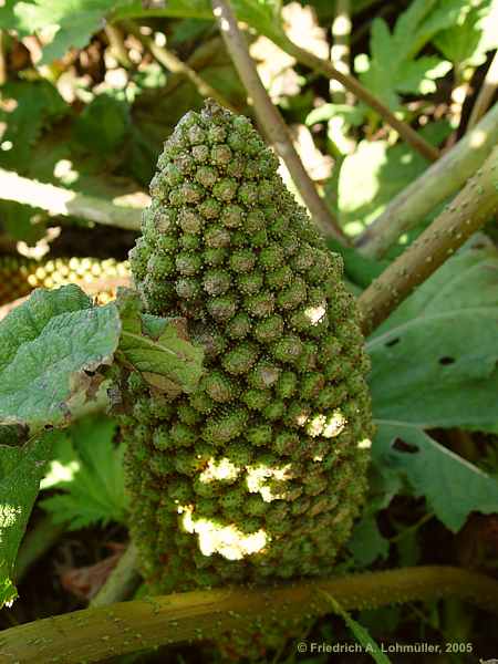 Gunnera manicata