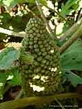 Gunnera manicata