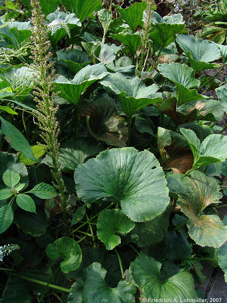 Gunnera perpensa