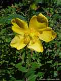 Hypericum calycinum