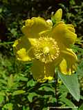 Hypericum calycinum