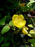 Hypericum calycinum