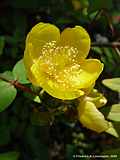 Hypericum calycinum