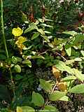 Hypericum calycinum