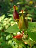 Hypericum calycinum