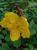 Hypericum calycinum