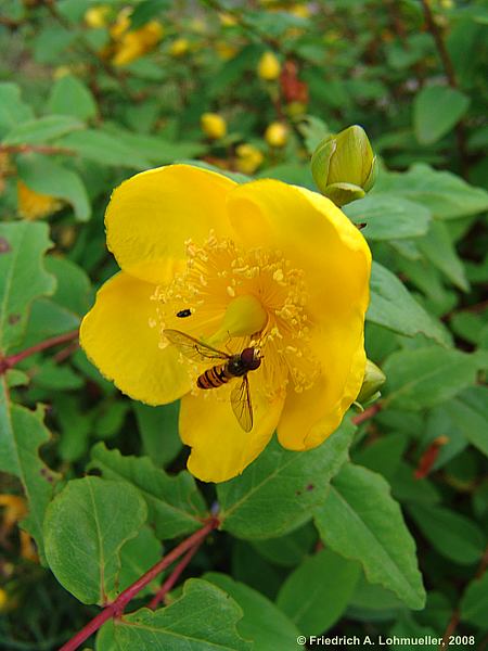 Hypericum calycinum