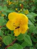 Hypericum calycinum