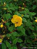 Hypericum calycinum