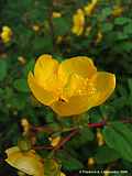 Hypericum calycinum