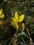 Hypericum perforatum