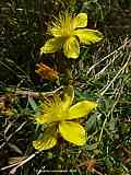 Hypericum  perforatum