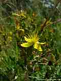 Hypericum perforatum