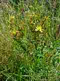 Hypericum perforatum