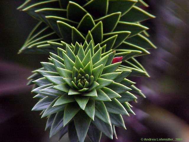 Araucaria