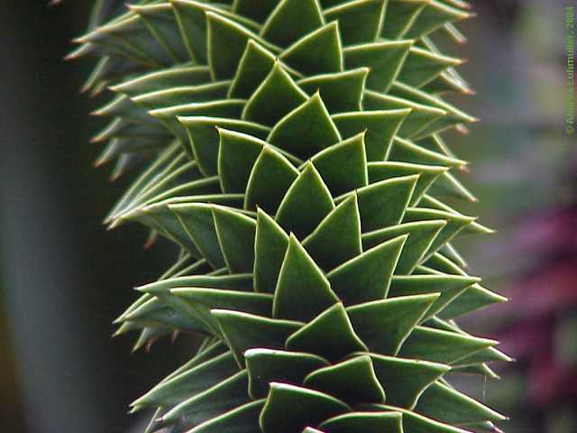 Araucaria