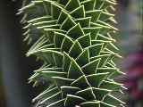 Araucaria 