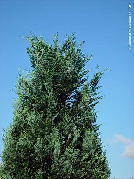 Chamaecyparis lawsonia