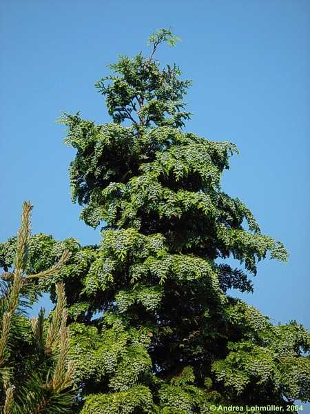 Chamaecyparis lawsonia