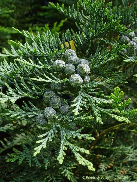 Chamaecyparis lawsonia